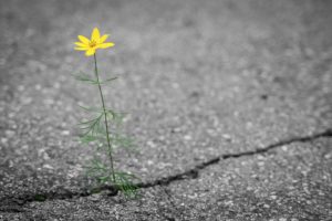 Fleur sur asphalte - La vie malgré tout -